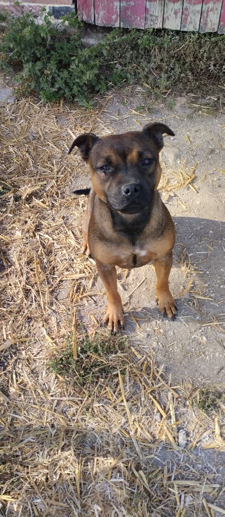 Vidéo killed the radio star Kehnox Wood