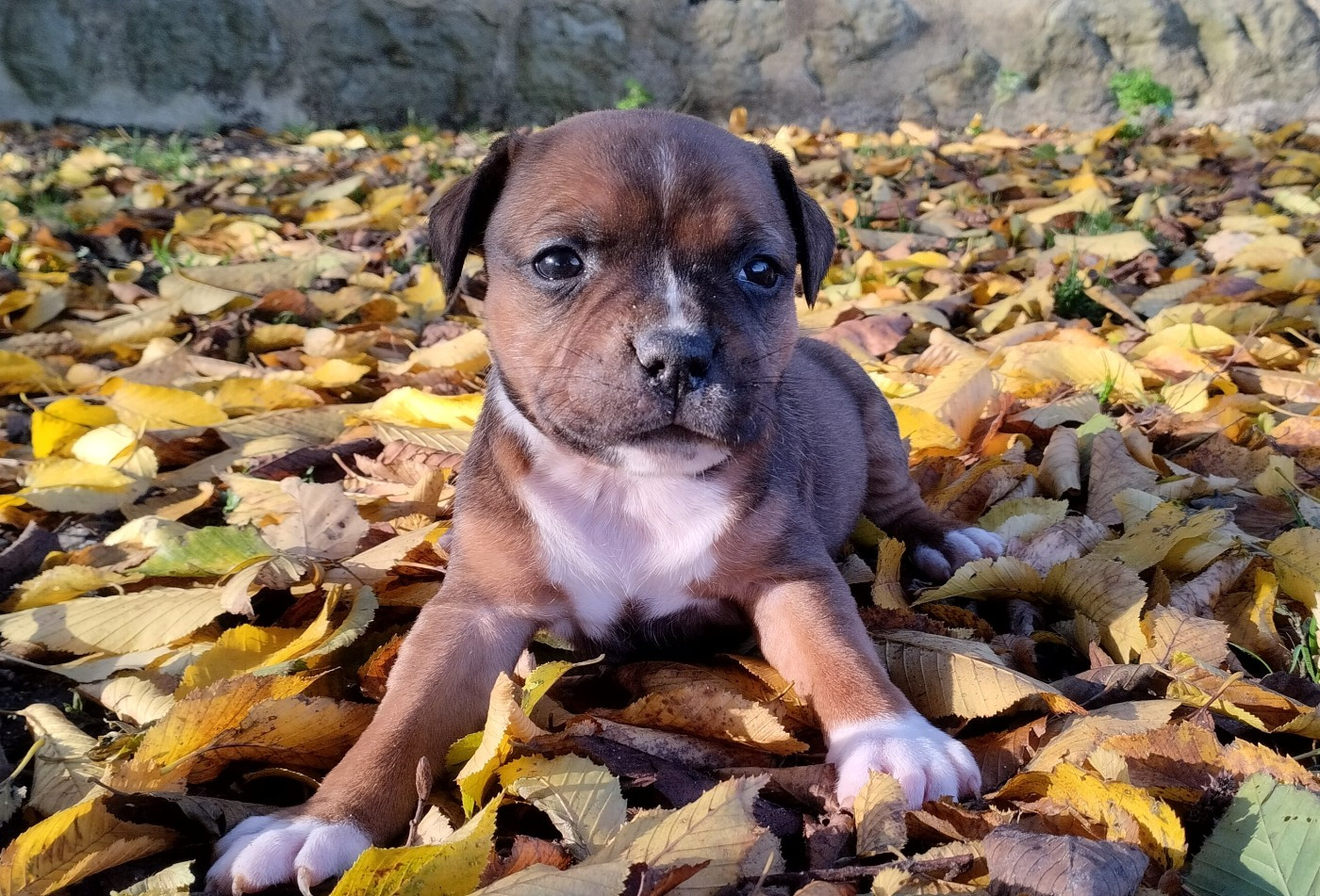 Kehnox Wood - Chiots disponibles - Staffordshire Bull Terrier