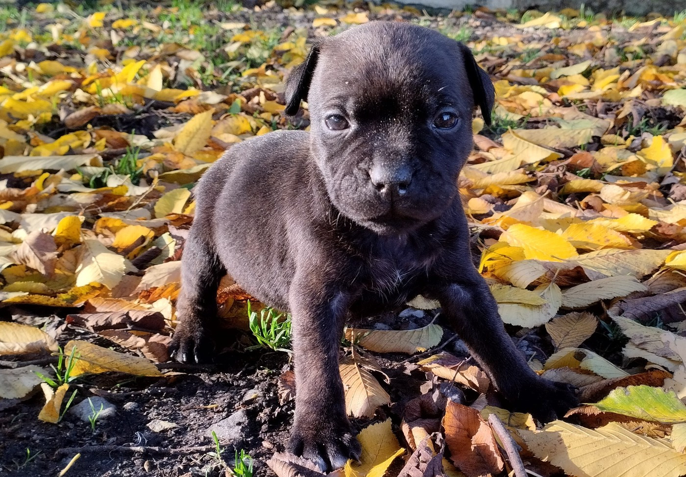 Kehnox Wood - Chiots disponibles - Staffordshire Bull Terrier
