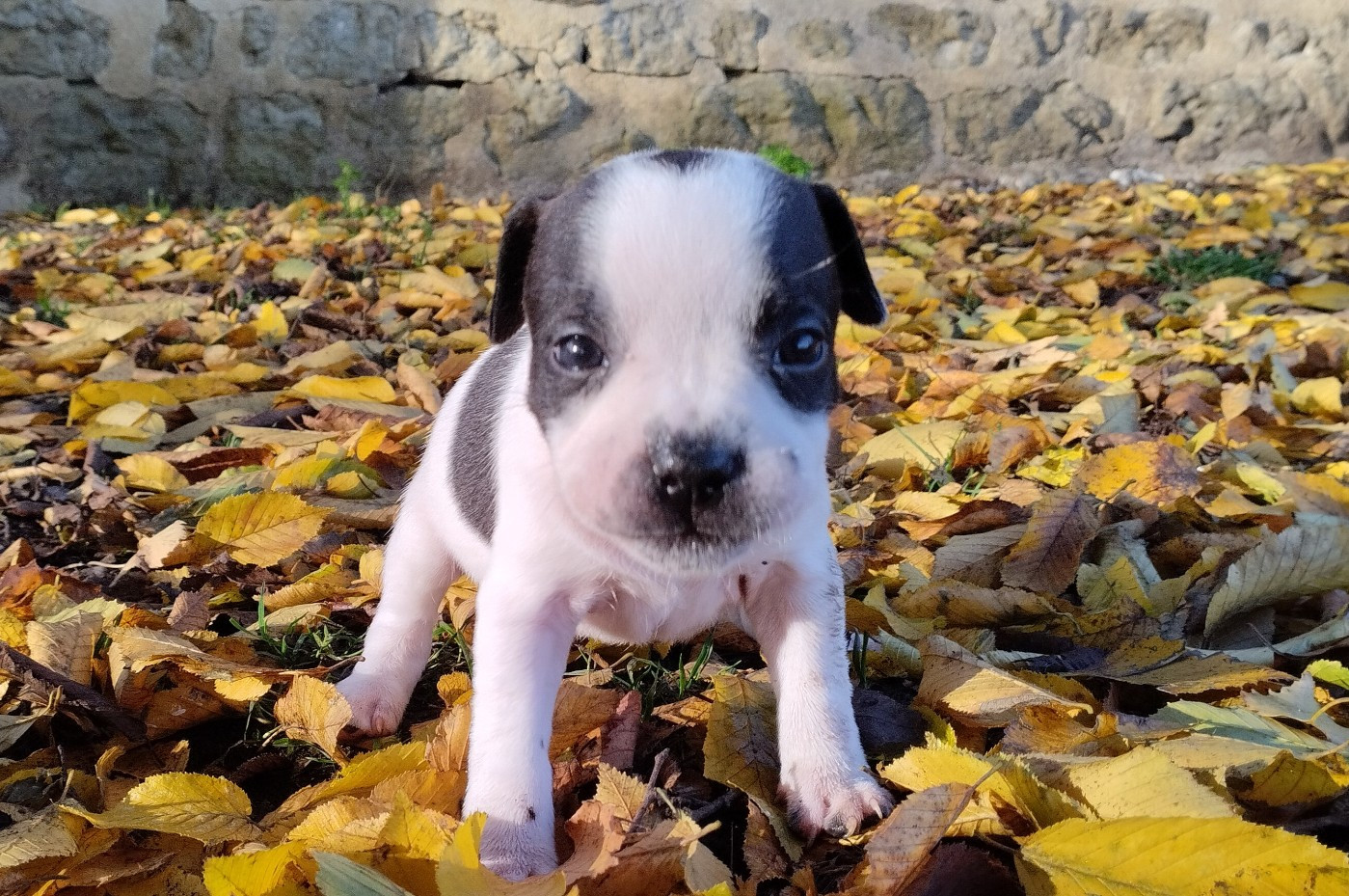 Kehnox Wood - Chiots disponibles - Staffordshire Bull Terrier
