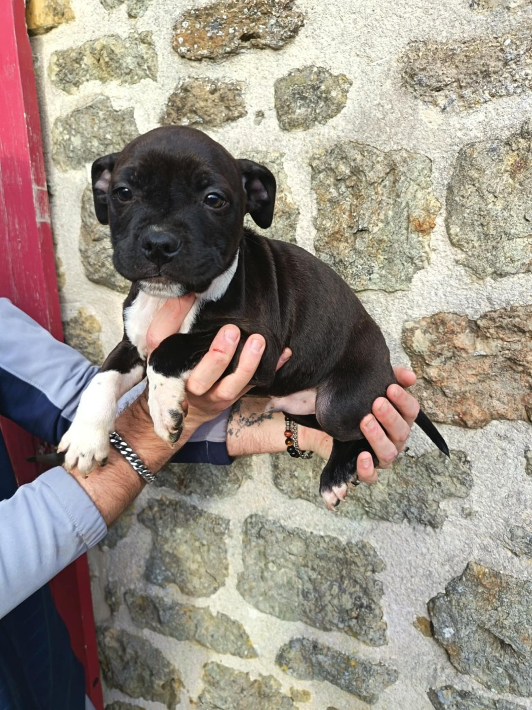 Kehnox Wood - Chiots disponibles - Staffordshire Bull Terrier