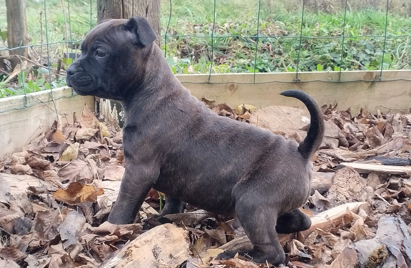 Kehnox Wood - Chiots disponibles - Staffordshire Bull Terrier