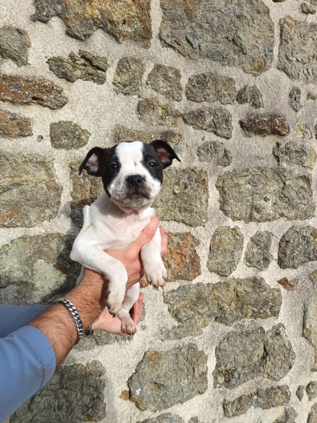 Kehnox Wood - Chiots disponibles - Staffordshire Bull Terrier
