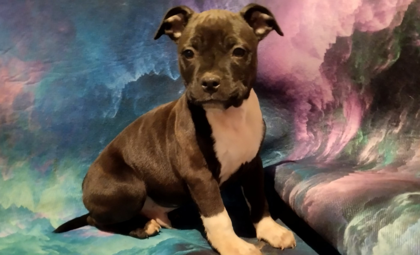Kehnox Wood - Chiots disponibles - Staffordshire Bull Terrier