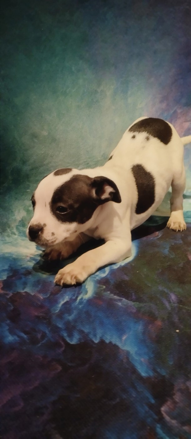 Kehnox Wood - Chiots disponibles - Staffordshire Bull Terrier