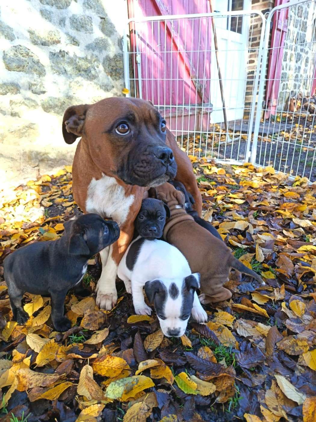 Kehnox Wood - Staffordshire Bull Terrier - Portée née le 02/10/2025