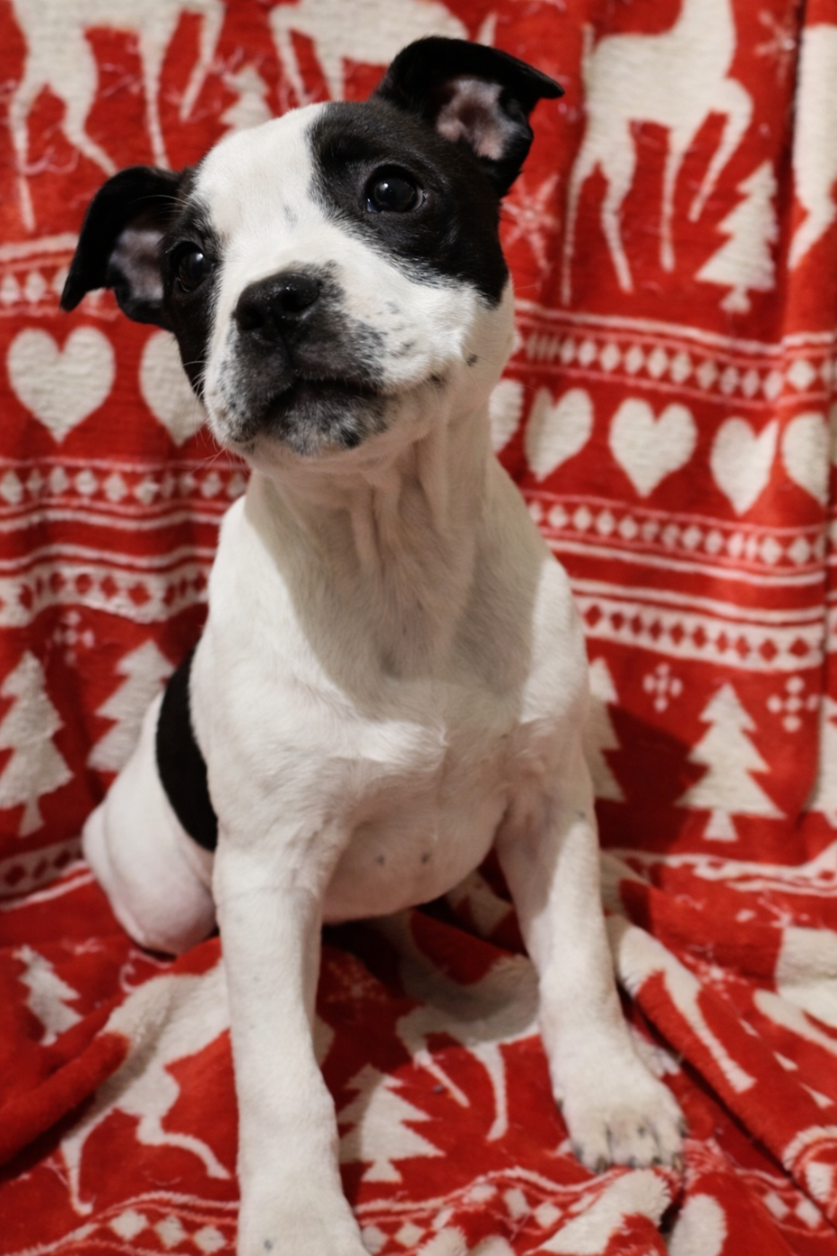 Kehnox Wood - Chiots disponibles - Staffordshire Bull Terrier