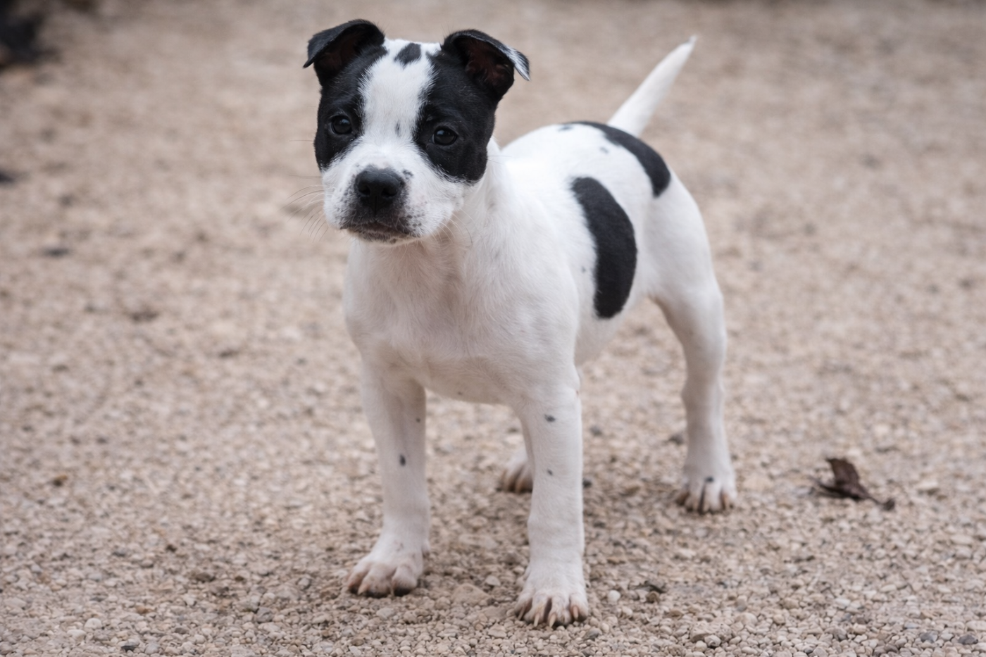 Kehnox Wood - Chiots disponibles - Staffordshire Bull Terrier