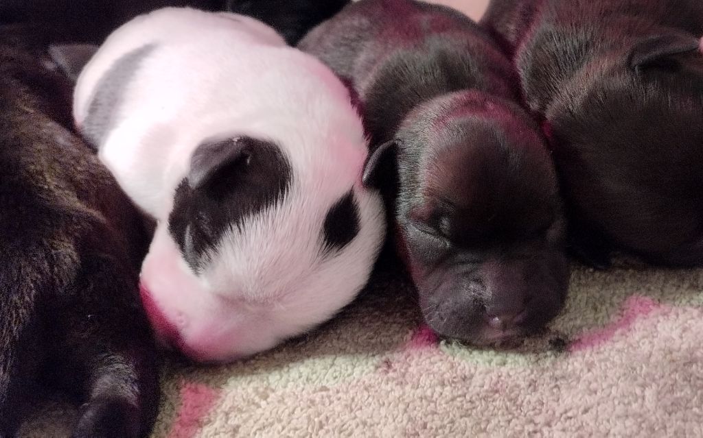 Kehnox Wood - Staffordshire Bull Terrier - Portée née le 04/10/2025